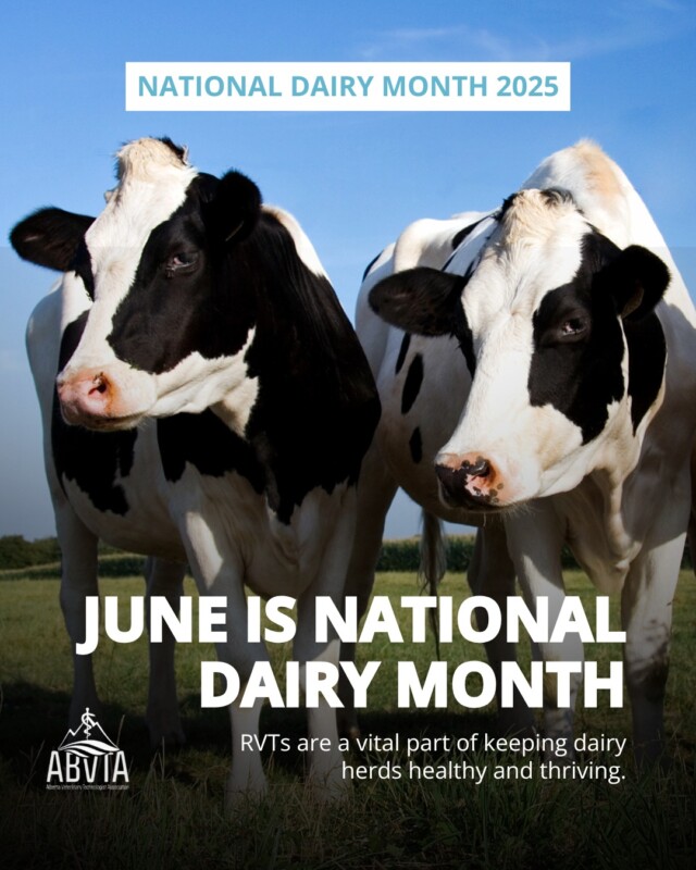 🥛💙 June is National Dairy Month, and RVTs are a vital part of keeping dairy herds healthy and thriving. 🥛💙

RVTs in bovine practice contribute to animal care, public health, and sustainable food production. They support producers by monitoring herd health, assisting during calving, collecting diagnostic samples, and promoting animal welfare.

Do you know an RVT that works with Dairy Farms in Alberta? Tag them below and show your appreciation!

@DairyFarmersofCanada
@AlbertaMilk