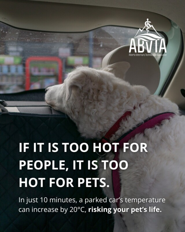 ☀️ If it’s too hot for people, it’s too hot for our pets.☀️

Never leave a pet unattended in a vehicle, even with the windows cracked. In just 10 minutes, the temperature inside a parked car can increase by up to 20°C, putting your pet in serious danger.

Instead, leave pets at home in a cool space and check on them regularly to make sure they’re safe and comfortable.

For more information on keeping pets safe in the heat, tap the link in our bio.

Courtesy of the Government of Alberta.

#ABVTA #RVT #RVTCommunity #VeterinaryMedicine #PetHeatSafety #KeepPetsCool #PetsintheHeat #SummerPetCare #ProtectOurPets #AlbertaPets